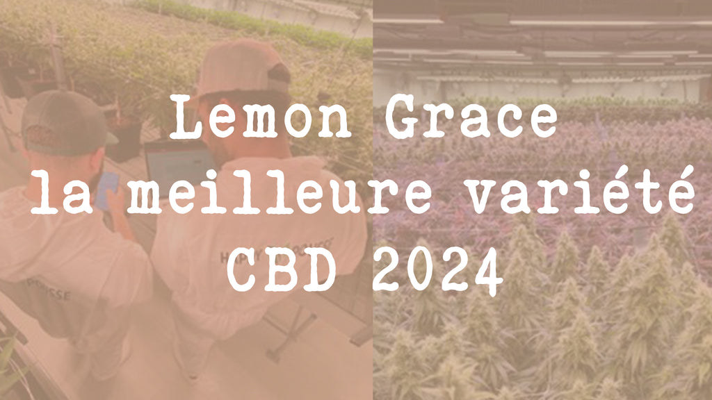 Lemon Grace gagne le concours Terpenes Europe Terpene Happy Pousse