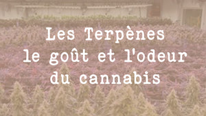 Les Terpènes, le goût et l'odeur du cannabis