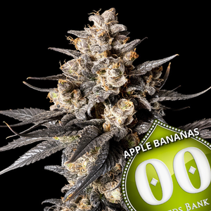 graines cannabis seeds Apple Banabas 00 seeds - double zéro - zamnesia