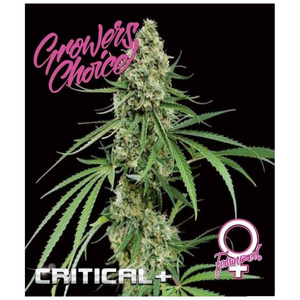 Critical + Growers Choice - Graines autofloraison auto floraison auto-flo Seeds