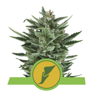 Quick One - Royal Queen Seeds | Graines Autofloraison x3